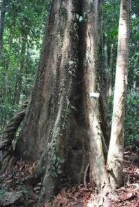 pohon ulin